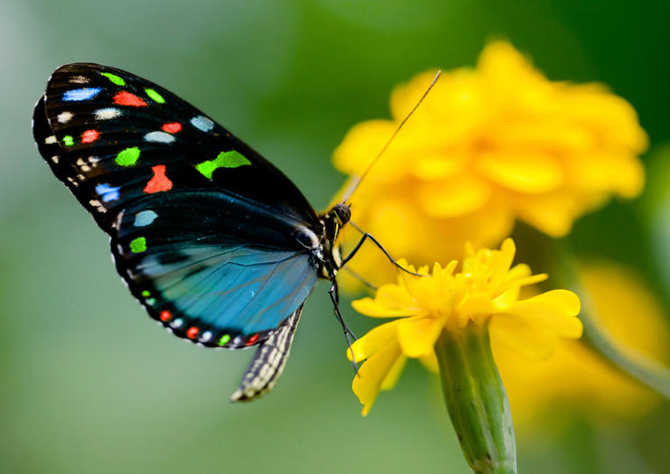 Audubon Butterfly Garden and Insectarium
